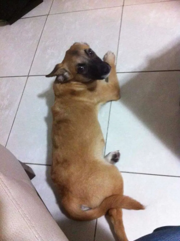 Cachorro ra a Vira-lata idade 2 a 6 meses nome Django