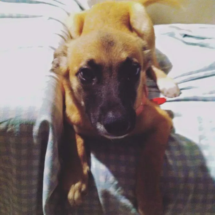 Cachorro ra a Vira-lata idade 2 a 6 meses nome Django