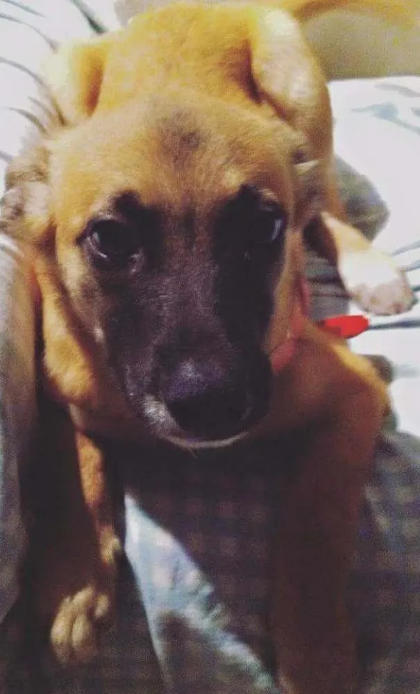 Cachorro ra a Vira-lata idade 2 a 6 meses nome Django