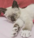 Capitu