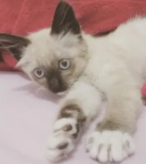 Gato raça SRD idade 2 a 6 meses nome Capitu