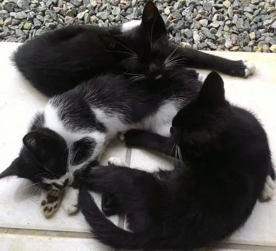 Gato ra a  idade Abaixo de 2 meses nome Gatinhos