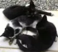 Gatinhos