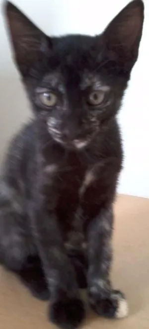 Gato raça SRD idade Abaixo de 2 meses nome Morena e Nina