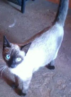 Gato raça angorá idade 1 ano nome Mia