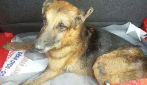 Cachorro raça vira lata idade 4 anos nome nao tem