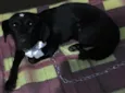 Lilo