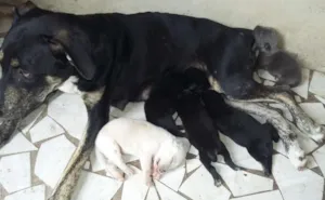 Cachorro raça Canina idade Abaixo de 2 meses nome Neguinha