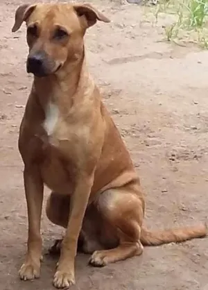 Cachorro raça Canina idade 1 ano nome Marrom
