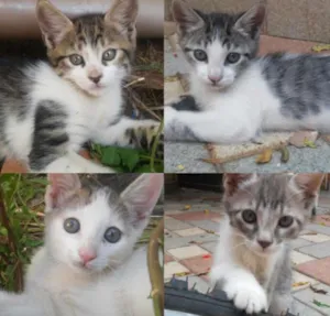 Gato raça sem raça definida idade 2 a 6 meses nome ...