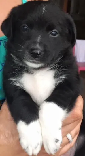 Cachorro raça Sem raça definida  idade Abaixo de 2 meses nome Cinco filhotes