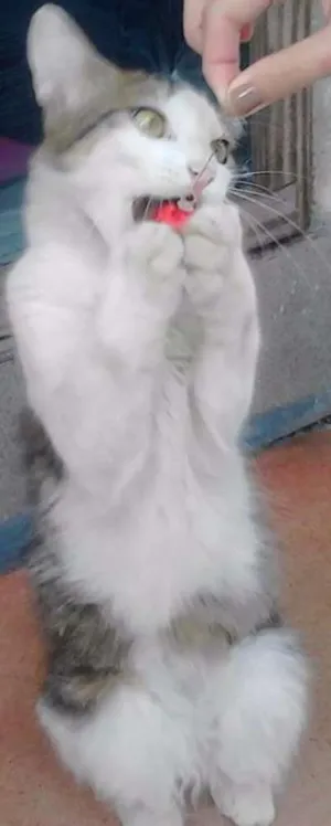 Gato raça Sem raça definida idade 7 a 11 meses nome Marie