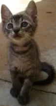 Varão