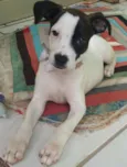Filó