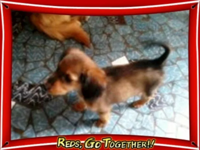 Cachorro raça sem raça definida idade 2 a 6 meses nome bolt, amora,sara, tob