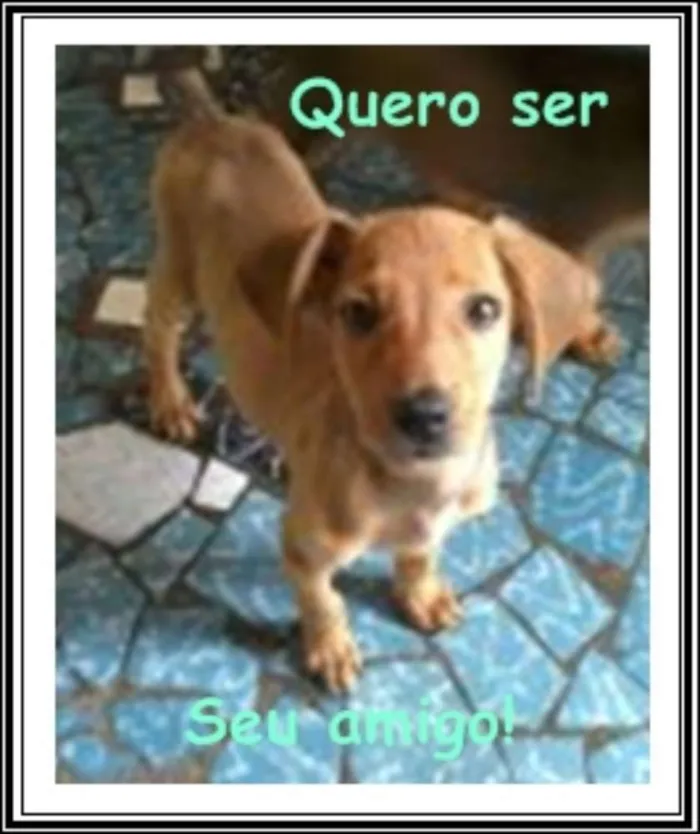 Cachorro raça sem raça definida idade 2 a 6 meses nome bolt, amora,sara, tob