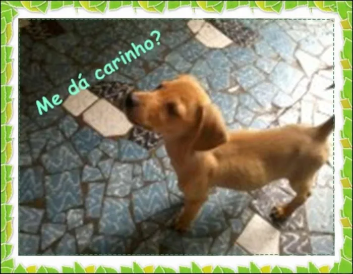 Cachorro raça sem raça definida idade 2 a 6 meses nome bolt, amora,sara, tob