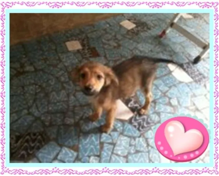 Cachorro raça sem raça definida idade 2 a 6 meses nome bolt, amora,sara, tob