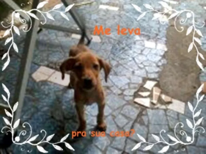 Cachorro raça sem raça definida idade 2 a 6 meses nome bolt, amora,sara, tob