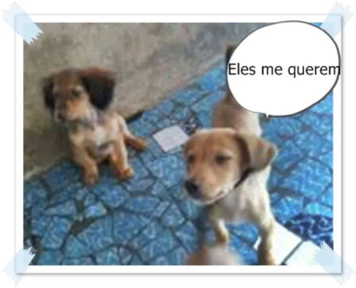 Cachorro raça sem raça definida idade 2 a 6 meses nome bolt, amora,sara, tob