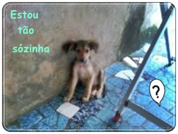 Cachorro raça sem raça definida idade 2 a 6 meses nome bolt, amora,sara, tob