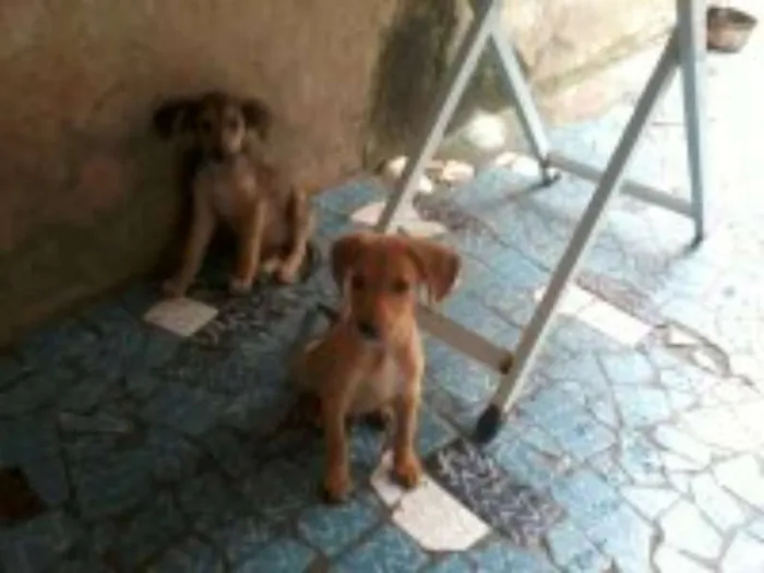 Cachorro raça sem raça definida idade 2 a 6 meses nome bolt, amora,sara, tob