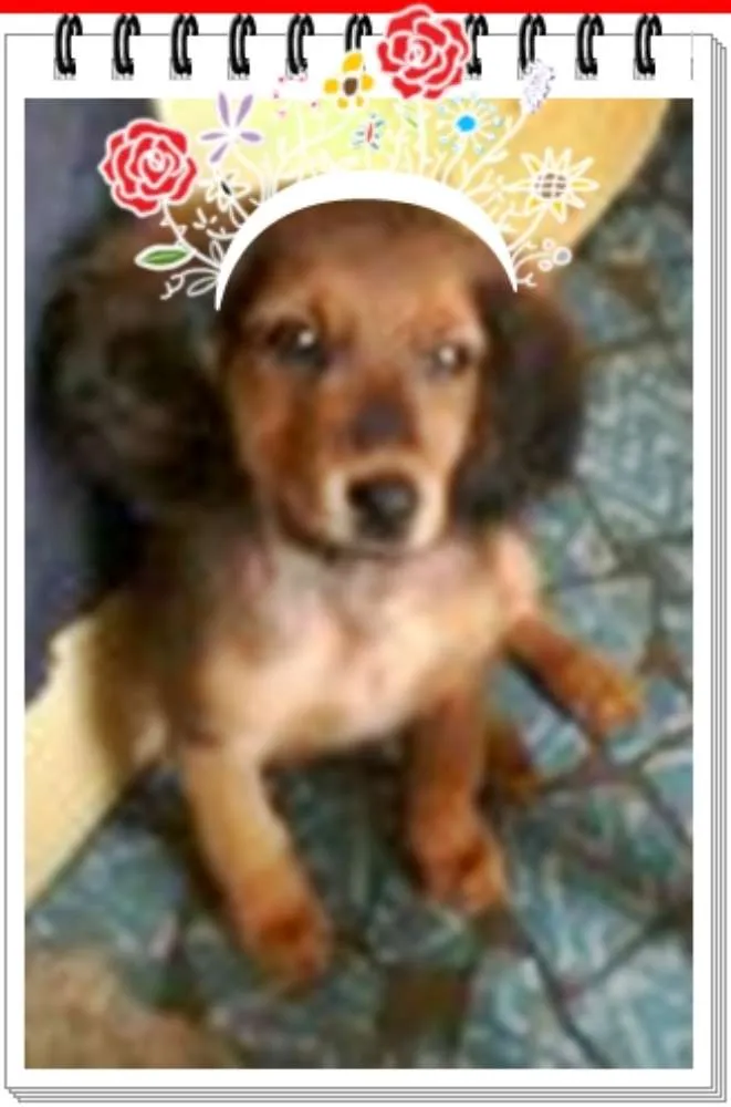 Cachorro raça sem raça definida idade 2 a 6 meses nome bolt, amora,sara, tob