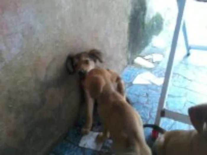 Cachorro raça sem raça definida idade 2 a 6 meses nome bolt, amora,sara, tob
