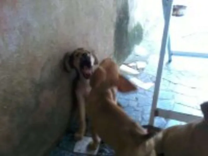 Cachorro raça sem raça definida idade 2 a 6 meses nome bolt, amora,sara, tob