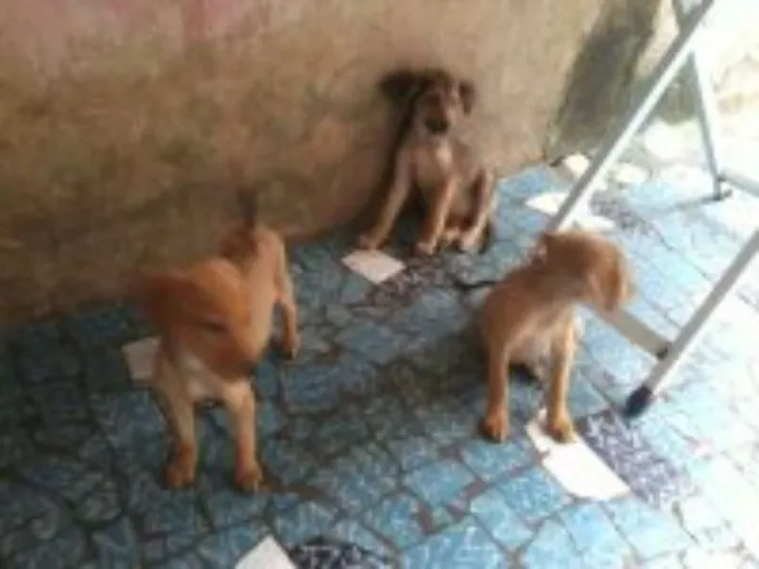 Cachorro raça sem raça definida idade 2 a 6 meses nome bolt, amora,sara, tob