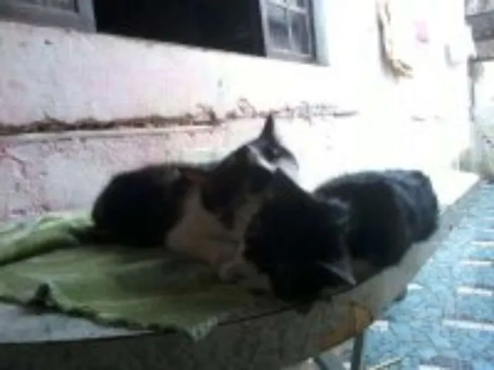 Cachorro raça sem raça definida idade 2 a 6 meses nome bolt, amora,sara, tob