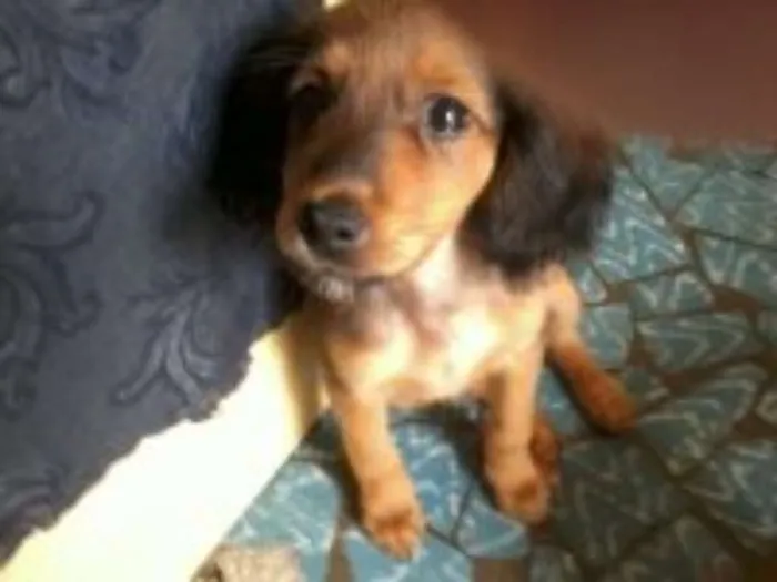 Cachorro raça sem raça definida idade 2 a 6 meses nome bolt, amora,sara, tob