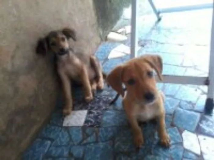 Cachorro raça sem raça definida idade 2 a 6 meses nome bolt, amora,sara, tob