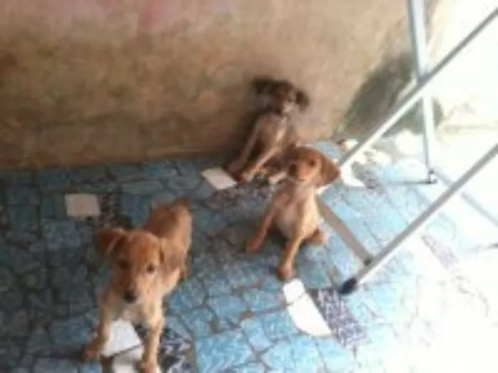 Cachorro raça sem raça definida idade 2 a 6 meses nome bolt, amora,sara, tob