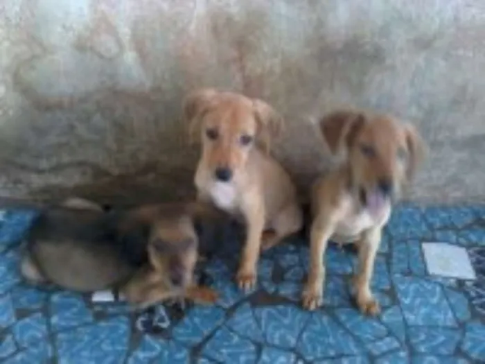 Cachorro raça sem raça definida idade 2 a 6 meses nome bolt, amora,sara, tob