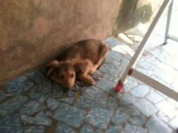 Cachorro raça sem raça definida idade 2 a 6 meses nome bolt, amora,sara, tob