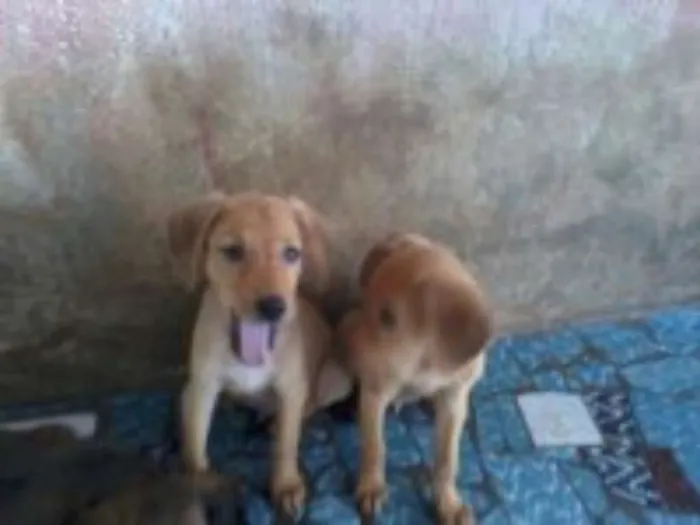 Cachorro raça sem raça definida idade 2 a 6 meses nome bolt, amora,sara, tob