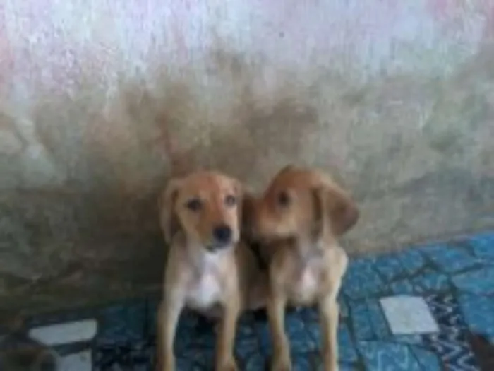 Cachorro raça sem raça definida idade 2 a 6 meses nome bolt, amora,sara, tob