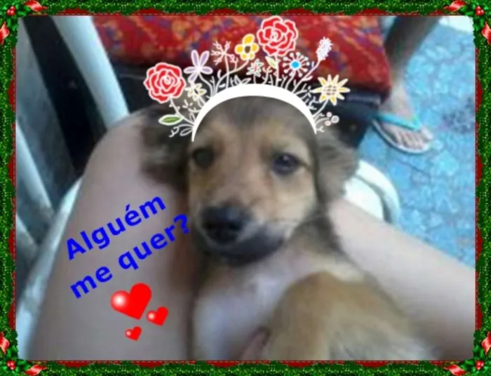 Cachorro raça sem raça definida idade 2 a 6 meses nome bolt, amora,sara, tob