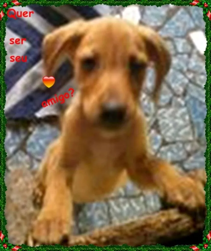 Cachorro raça sem raça definida idade 2 a 6 meses nome bolt, amora,sara, tob