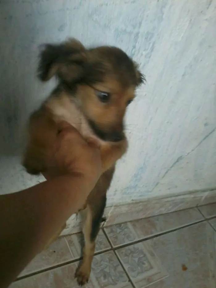 Cachorro raça sem raça definida idade 2 a 6 meses nome bolt, amora,sara, tob