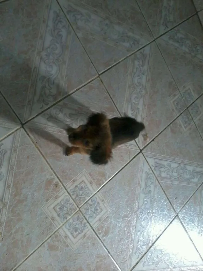 Cachorro raça sem raça definida idade 2 a 6 meses nome bolt, amora,sara, tob