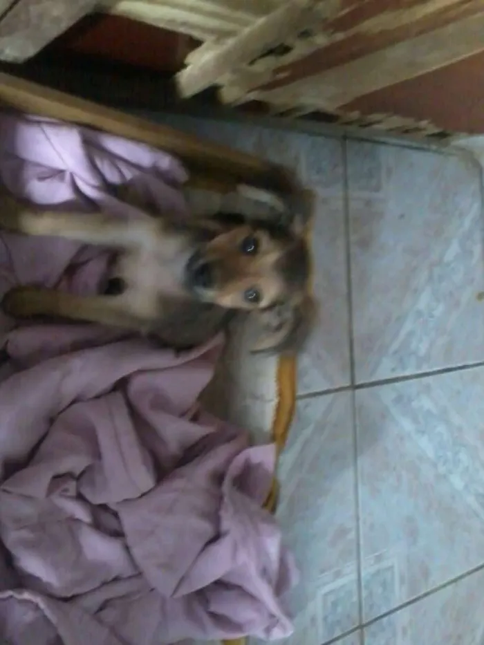 Cachorro raça sem raça definida idade 2 a 6 meses nome bolt, amora,sara, tob