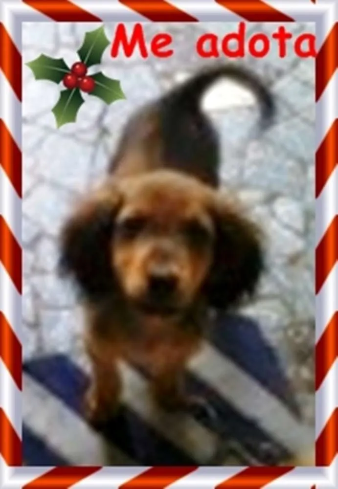 Cachorro raça sem raça definida idade 2 a 6 meses nome bolt, amora,sara, tob