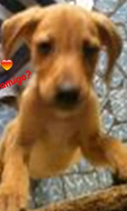 Cachorro raça sem raça definida idade 2 a 6 meses nome bolt, amora,sara, tob