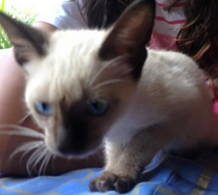 Gato ra a SRD idade Abaixo de 2 meses nome Grego