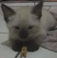 Não tem