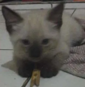 Gato raça Siamês e o outro não sei idade Abaixo de 2 meses nome Não tem