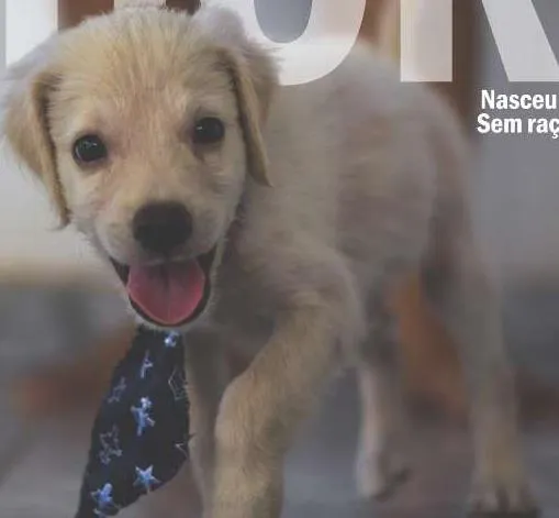 Cachorro ra a VIRA-LARA idade Abaixo de 2 meses nome THOR