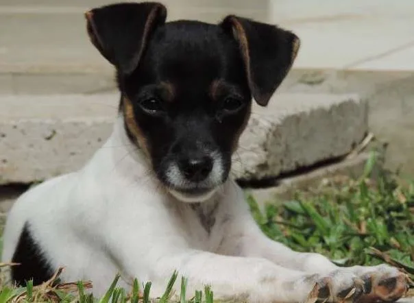 Cachorro ra a Vira Lata idade 2 a 6 meses nome ?